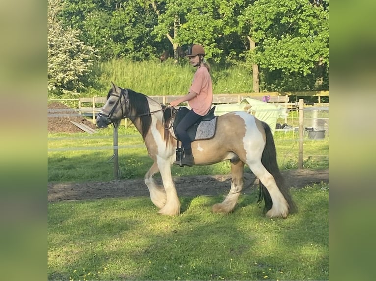 Tinker Hongre 14 Ans 144 cm Buckskin in Roosendaal