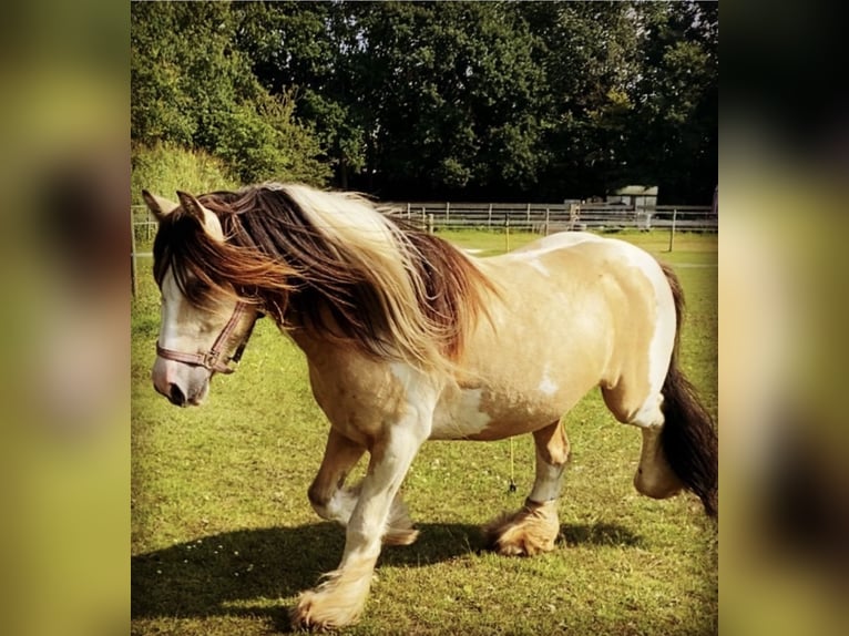 Tinker Hongre 14 Ans 144 cm Buckskin in Roosendaal