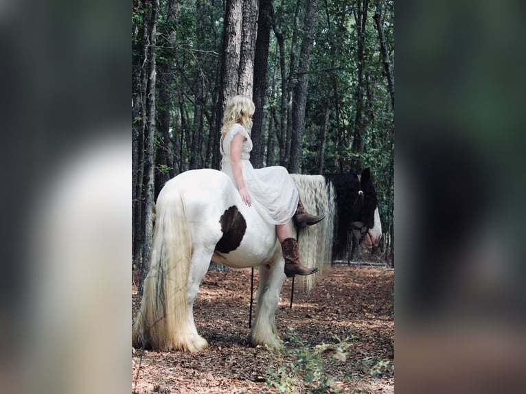 Tinker Hongre 14 Ans 147 cm Pinto in Ridgeville