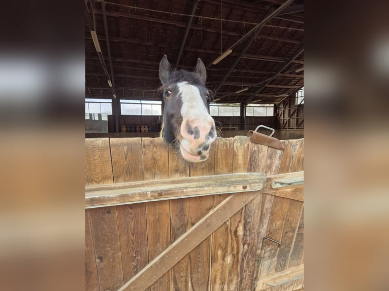 Tinker Croisé Hongre 14 Ans 148 cm Pinto in Cadolzburg