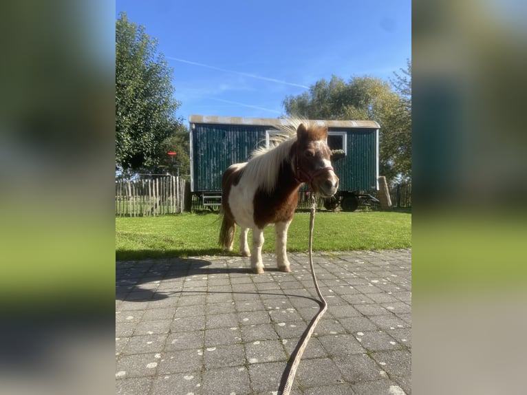 Tinker Croisé Hongre 14 Ans 155 cm Pinto in Korschenbroich