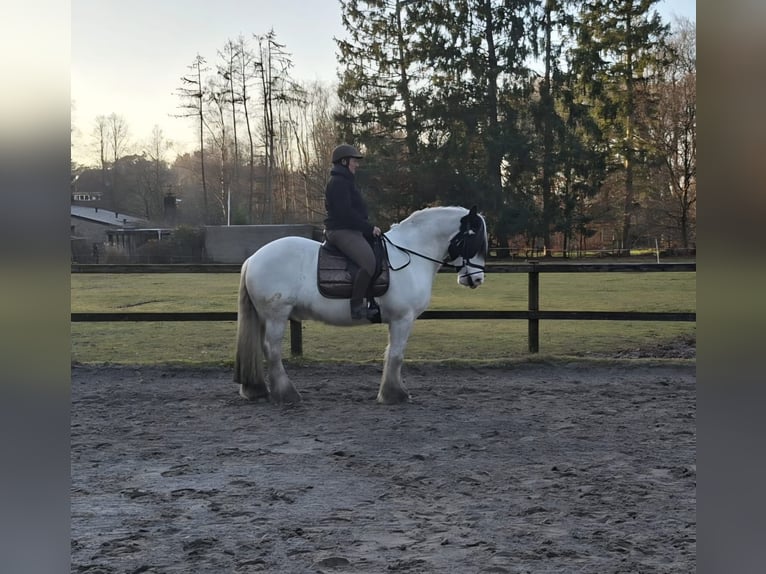 Tinker Hongre 14 Ans 160 cm Blanc in Laag-Soeren