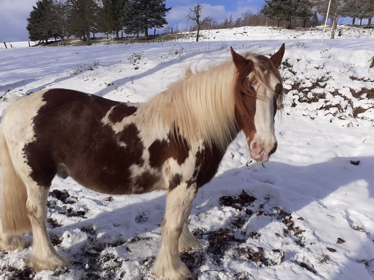 Tinker Hongre 15 Ans 134 cm Pinto in Brakel
