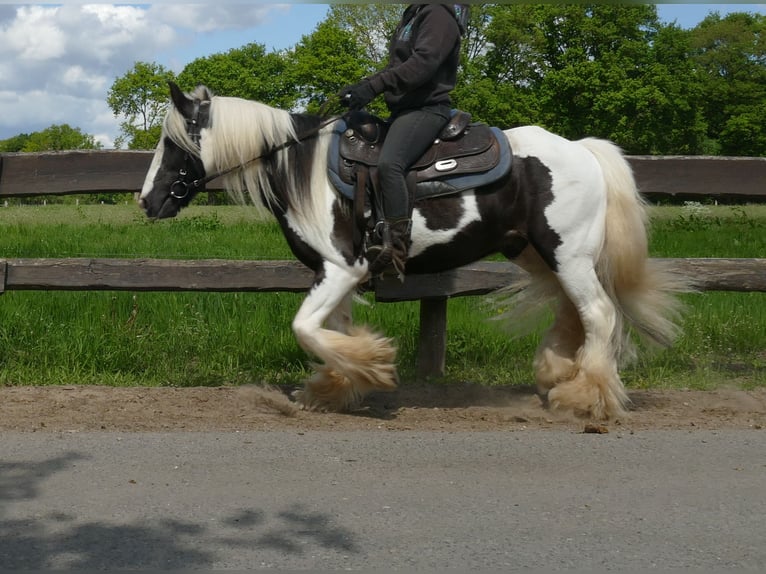 Tinker Hongre 15 Ans 137 cm Pinto in Lathen