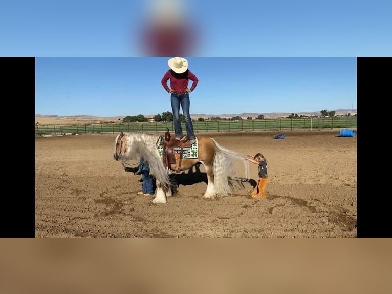 Tinker Hongre 15 Ans 142 cm Palomino in Caldwell