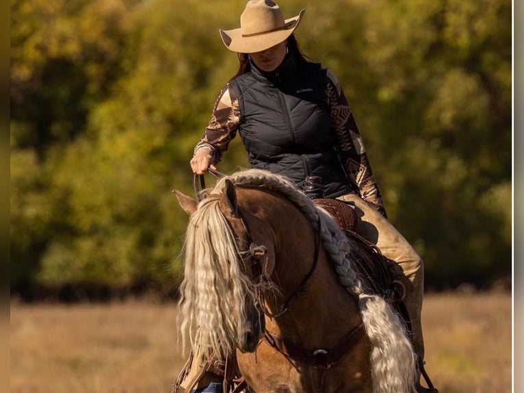 Tinker Hongre 15 Ans 142 cm Palomino in Caldwell