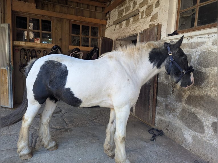 Tinker Hongre 15 Ans 148 cm Pinto in Grainet