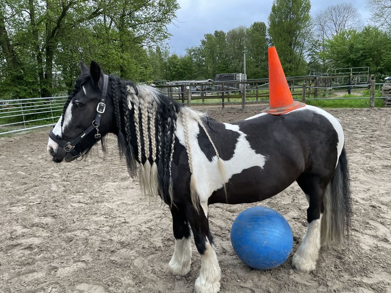 Tinker Hongre 15 Ans 148 cm Pinto in Santpoort noord