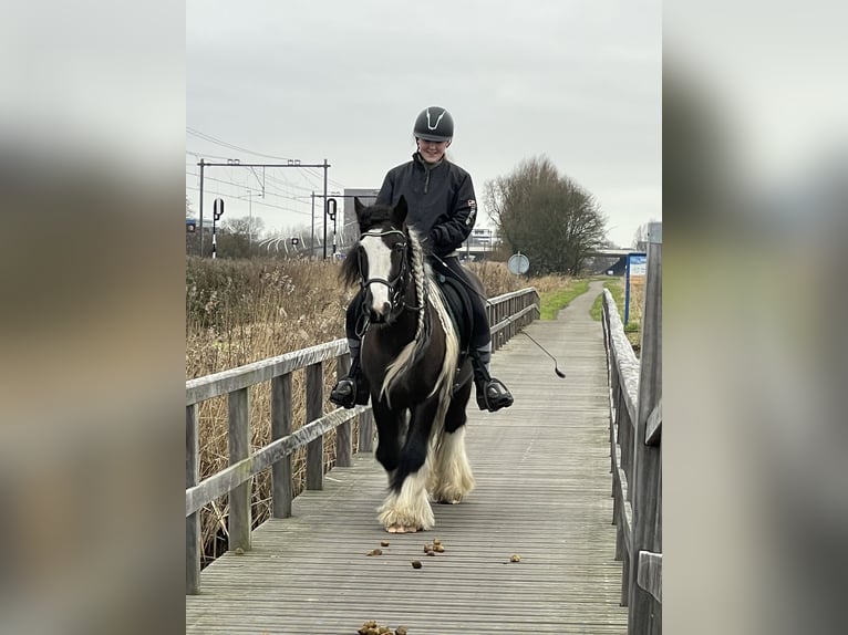Tinker Hongre 15 Ans 148 cm Pinto in Santpoort noord