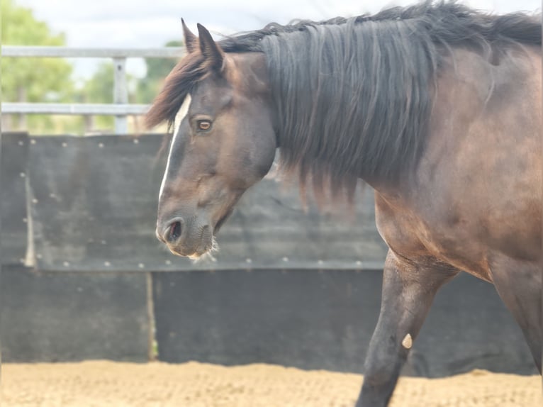 Tinker Croisé Hongre 15 Ans 161 cm Bai brun in Stahnsdorf