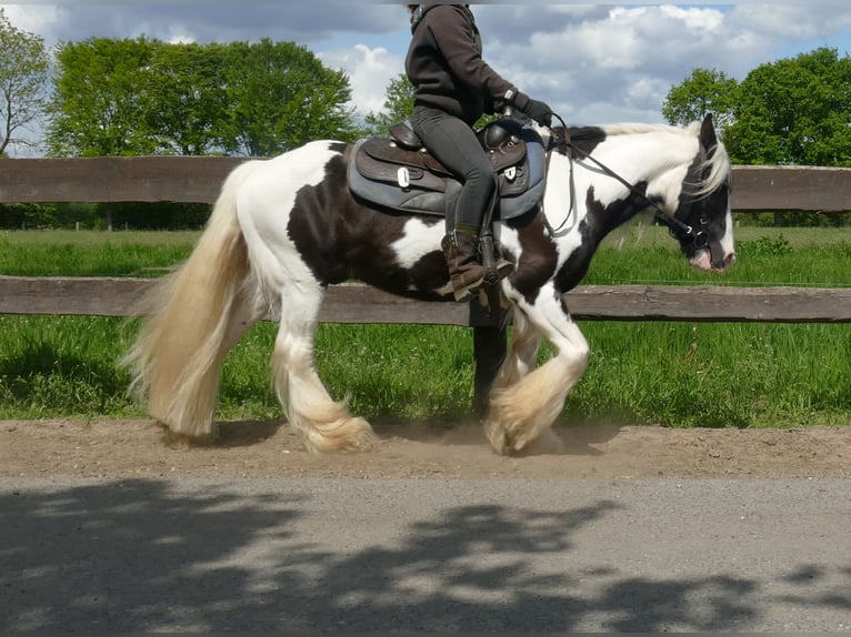 Tinker Hongre 16 Ans 137 cm Pinto in Lathen