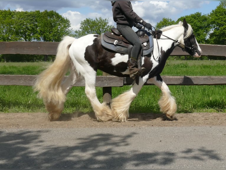 Tinker Hongre 16 Ans 137 cm Pinto in Lathen