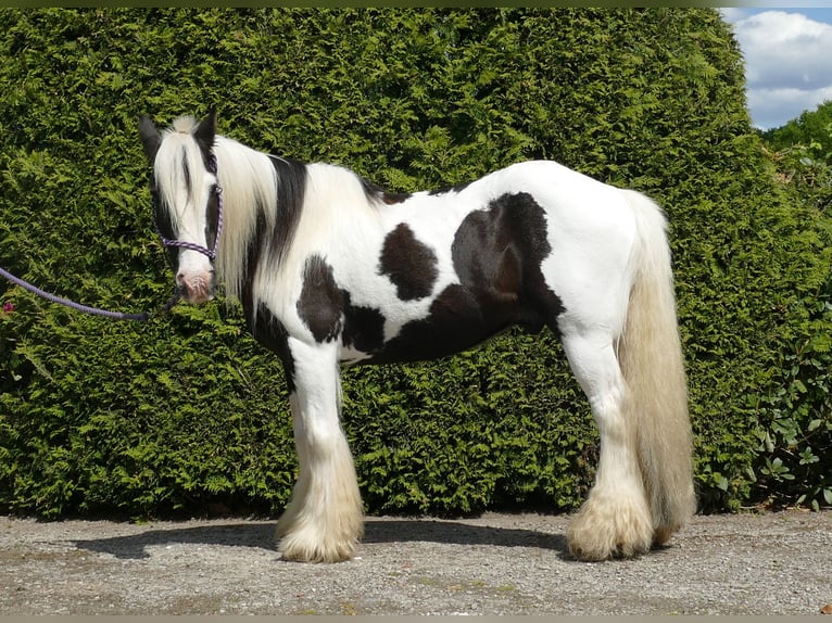 Tinker Hongre 16 Ans 137 cm Pinto in Lathen