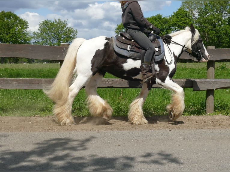 Tinker Hongre 16 Ans 137 cm Pinto in Lathen