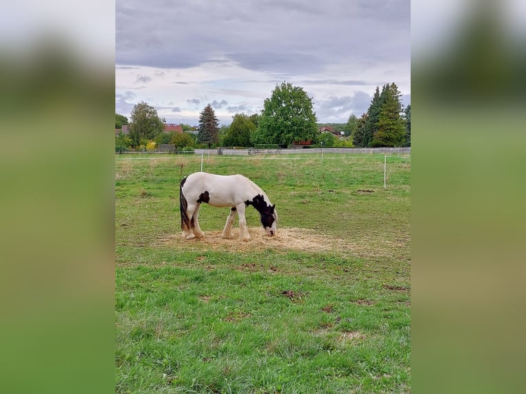 Tinker Hongre 16 Ans 138 cm Pinto in Ober-Ramstadt