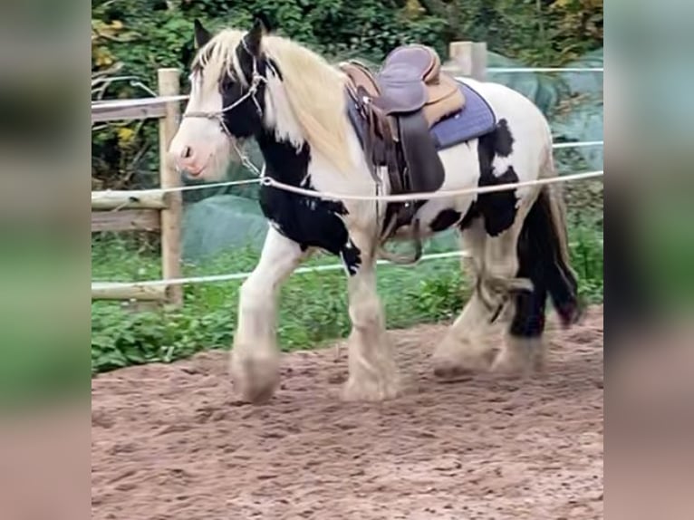 Tinker Hongre 16 Ans 138 cm Pinto in Ober-Ramstadt