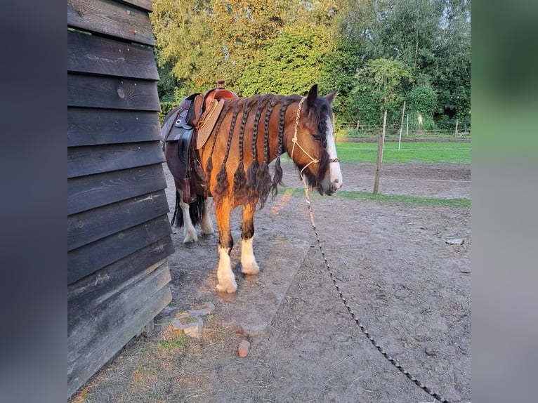 Tinker Hongre 16 Ans 144 cm Bai in Aartselaar