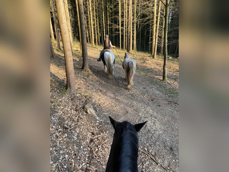 Tinker Hongre 16 Ans 153 cm in Hallabro