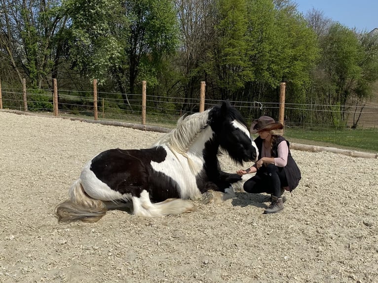 Tinker Hongre 16 Ans 153 cm in Hallabro