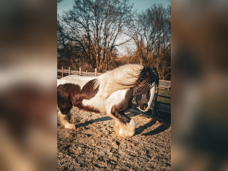 Tinker Hongre 16 Ans 153 cm in Hallabro