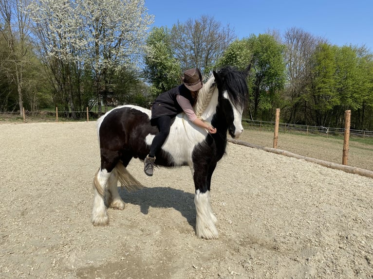 Tinker Hongre 16 Ans 153 cm in Hallabro