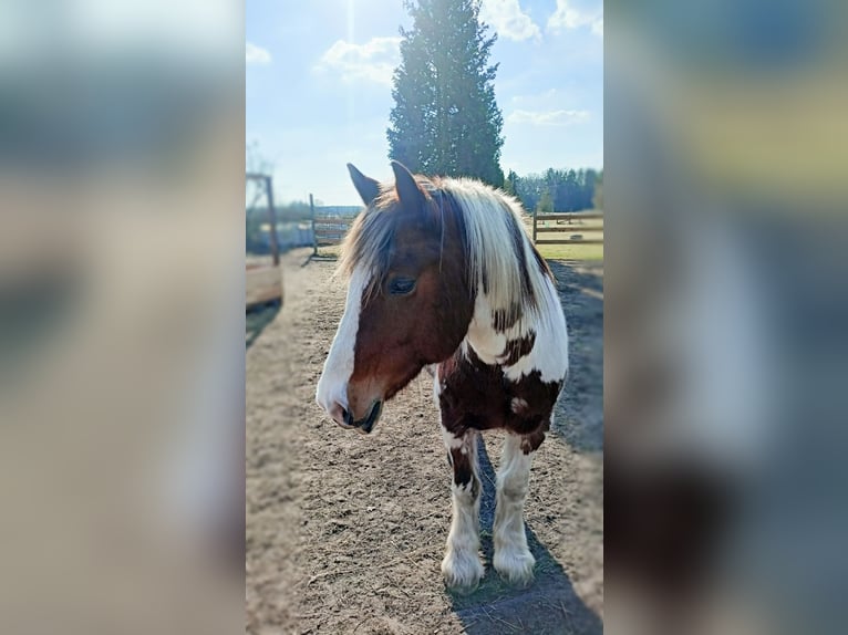 Tinker Croisé Hongre 16 Ans 160 cm Pinto in Winsen (Aller)