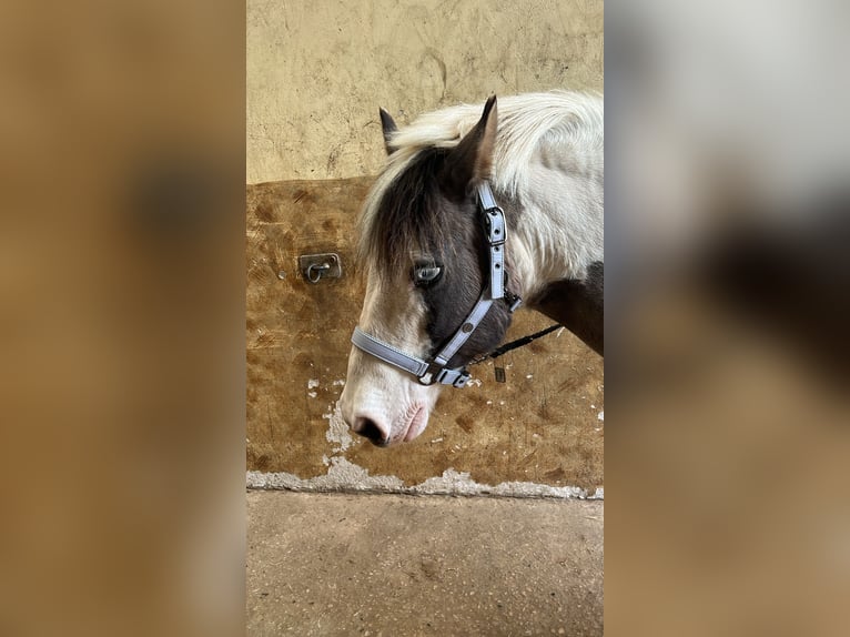 Tinker Hongre 17 Ans 137 cm Pinto in Erftstadt