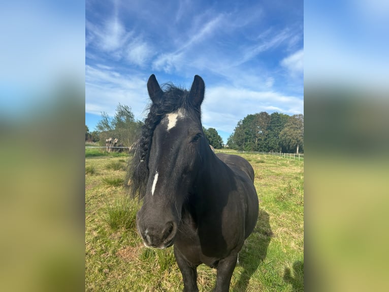 Tinker Hongre 18 Ans 150 cm Noir in Bassum