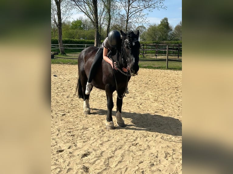 Tinker Hongre 18 Ans 150 cm Noir in Bassum