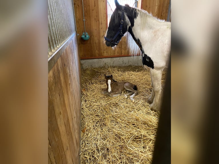 Tinker Hongre 1 Année 145 cm Bai in Eggermühlen