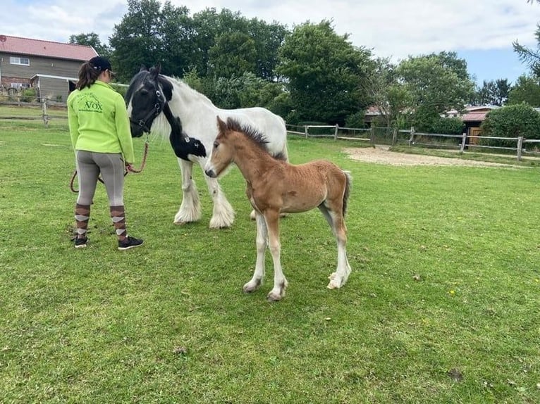 Tinker Hongre 1 Année 145 cm Bai in Eggermühlen