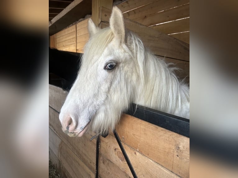Tinker Hongre 1 Année 147 cm Palomino in Akron