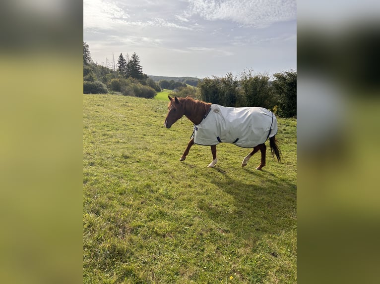 Tinker Croisé Hongre 24 Ans 158 cm Pinto in Brilon