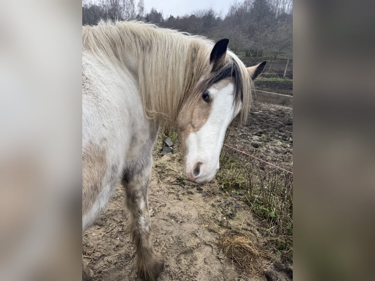 Tinker Hongre 2 Ans 150 cm Buckskin in Sopot