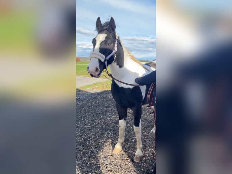 Tinker Croisé Hongre 2 Ans 150 cm Pinto in H&#xF6;slwang
