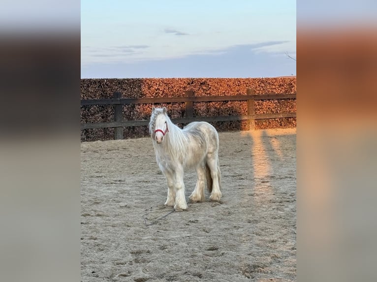 Tinker Hongre 3 Ans 125 cm  in Daleiden