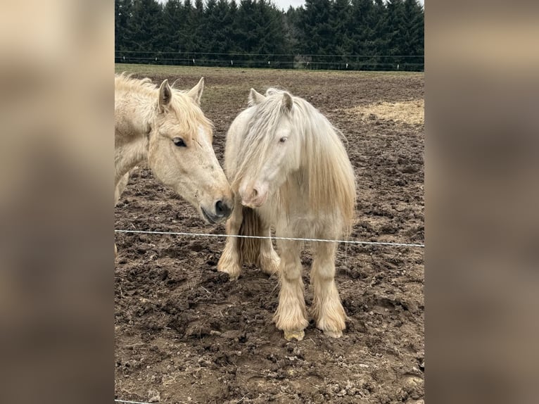 Tinker Hongre 3 Ans 125 cm  in Daleiden