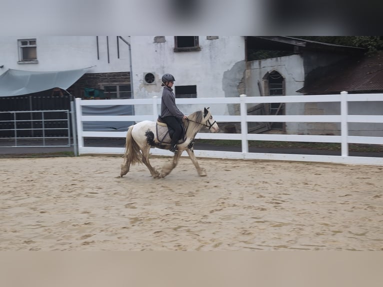 Tinker Hongre 3 Ans 125 cm Pinto in Morsbach