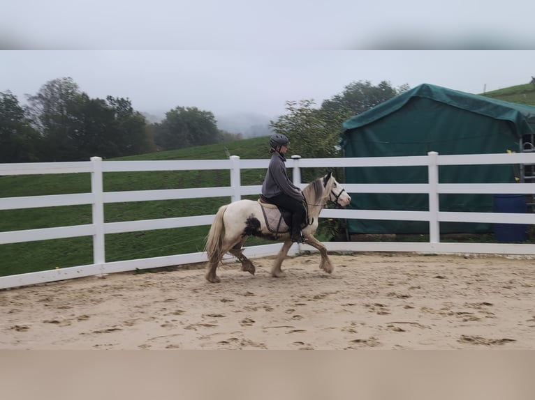 Tinker Hongre 3 Ans 125 cm Pinto in Morsbach