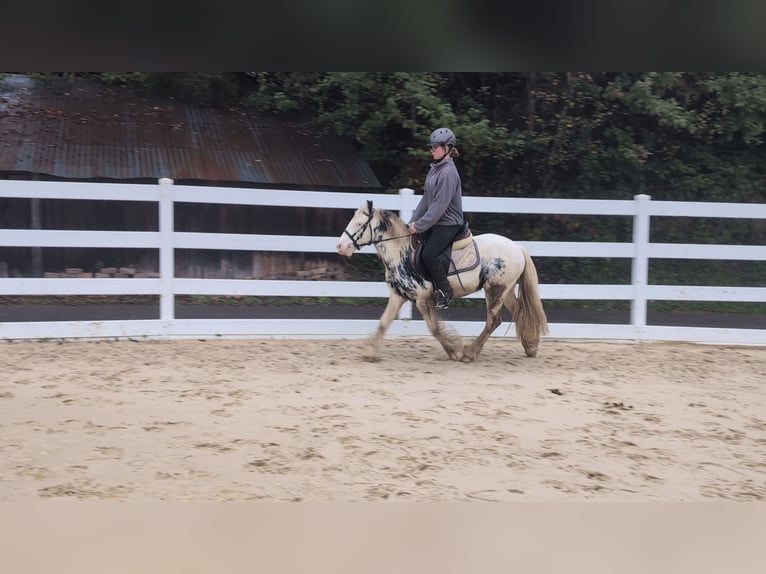 Tinker Hongre 3 Ans 125 cm Pinto in Morsbach