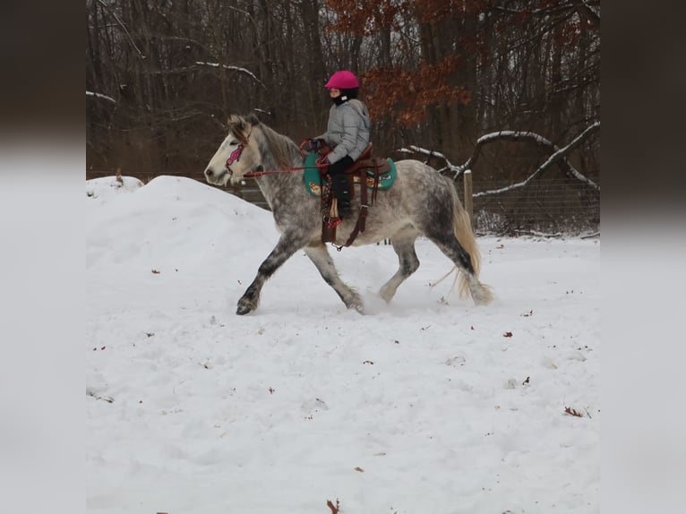 Tinker Hongre 3 Ans 127 cm Gris in Howell