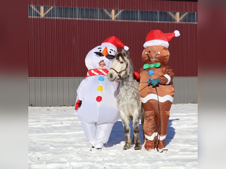 Tinker Hongre 3 Ans 127 cm Gris in Howell