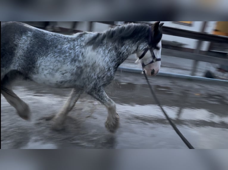 Tinker Hongre 3 Ans 128 cm Sabino in Schenklengsfeld