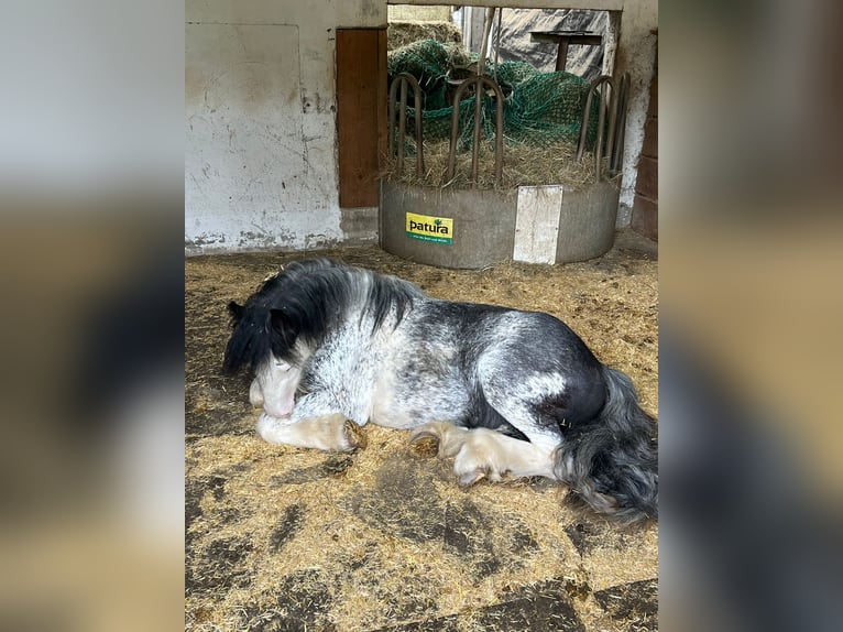 Tinker Hongre 3 Ans 128 cm Sabino in Schenklengsfeld