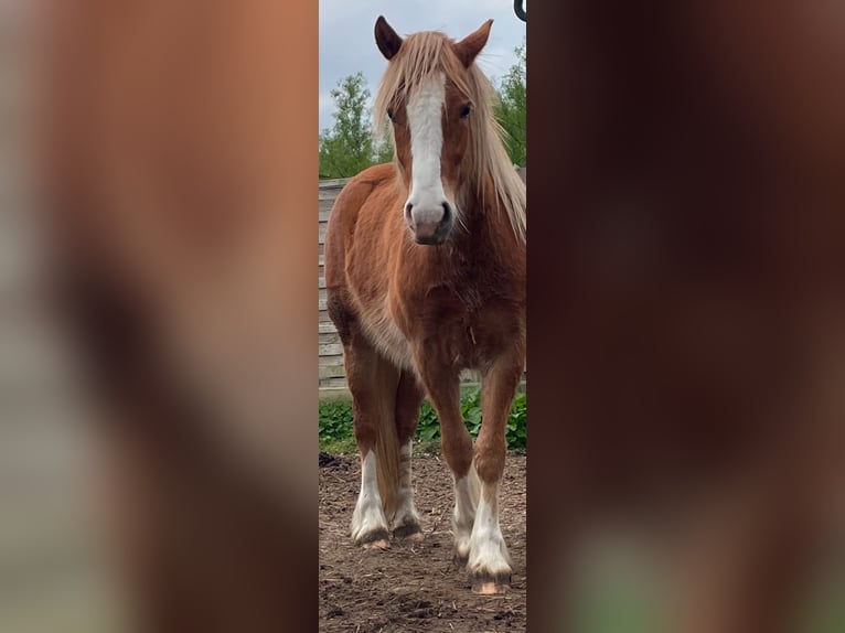 Tinker Hongre 3 Ans 130 cm Bai clair in Norderstedt