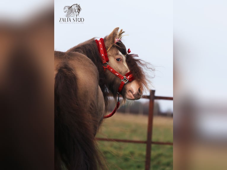 Tinker Hongre 3 Ans 130 cm Perle in Stryk&#xF3;w