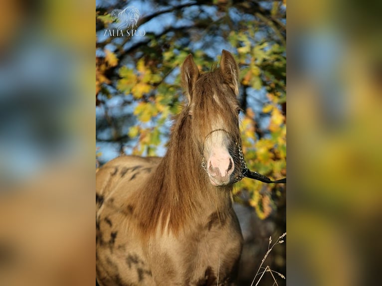 Tinker Hongre 3 Ans 130 cm Perle in Stryk&#xF3;w