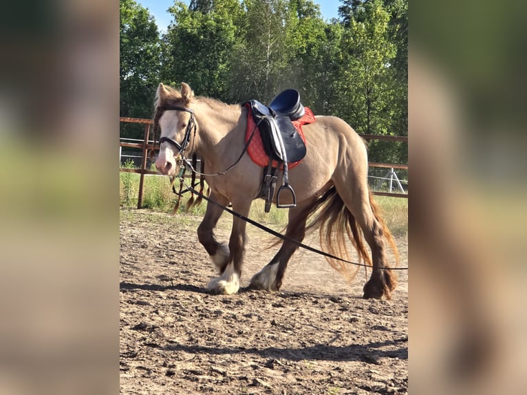 Tinker Hongre 3 Ans 130 cm Perle in Stryk&#xF3;w