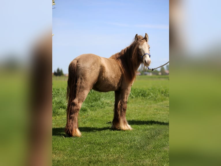 Tinker Hongre 3 Ans 130 cm Perle in Stryk&#xF3;w
