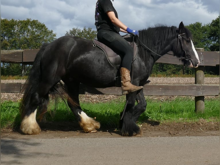 Tinker Hongre 3 Ans 135 cm Noir in Lathen